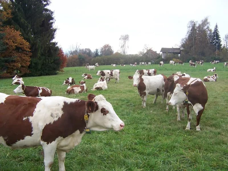 La Ferme des Thévenons