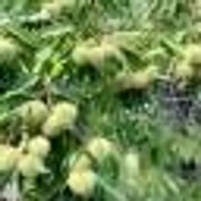 A NEBBIULINCA