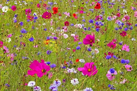 Aire naturelle l'Ilot